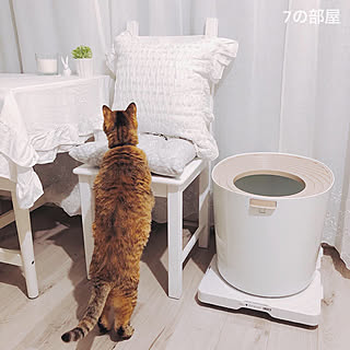 アイリスオーヤマ/猫トイレ/猫のいる部屋/猫のいる暮らし/ねこ...などのインテリア実例 - 2019-08-01 21:14:25