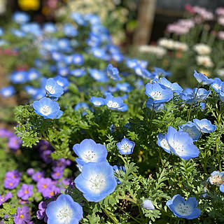 お庭のお花/お庭の花/お庭の花達/花のある暮らし/花のある暮らしを楽しむ...などのインテリア実例 - 2022-04-09 14:19:25