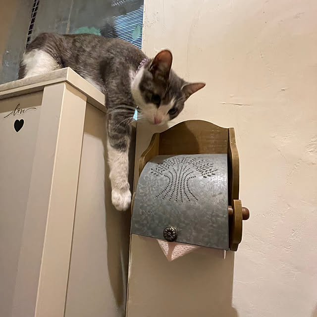 nekosamaさんの実例写真