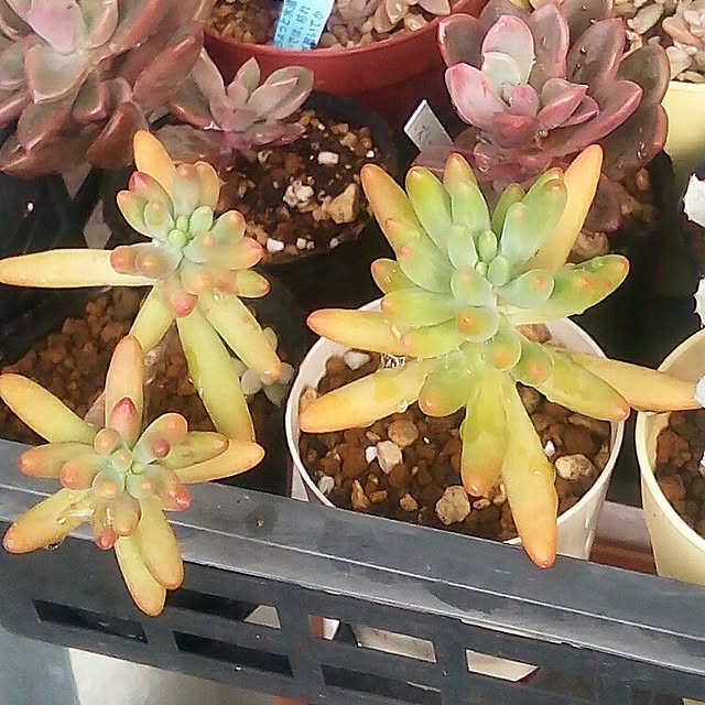 VERANDARJUNさんの実例写真