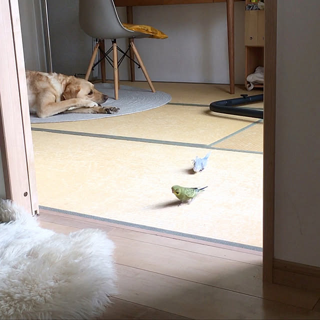yuikonaさんの実例写真