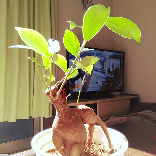 soramameさんの実例写真