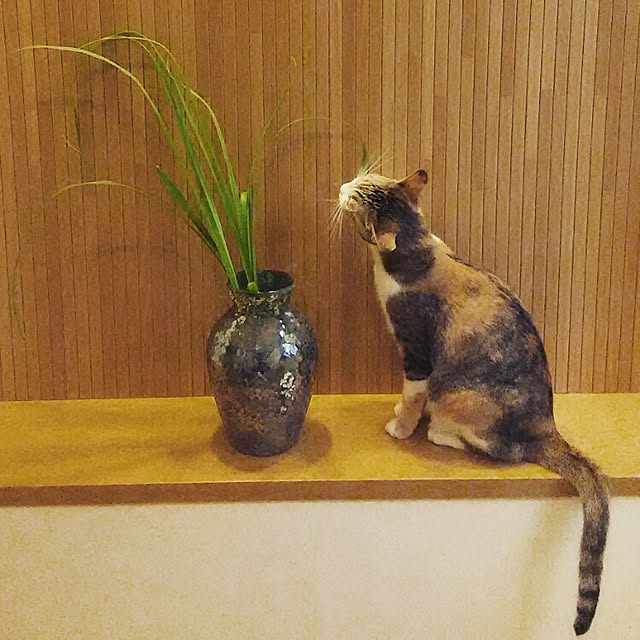 123sgnbさんの実例写真