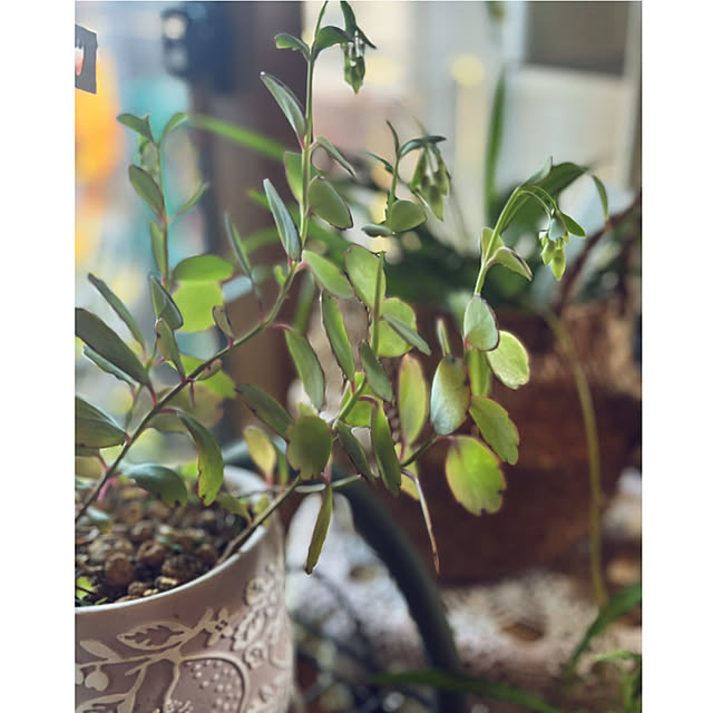 CoCo0617さんの部屋