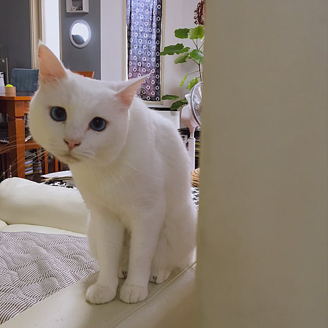 nyanko-beamさんの実例写真