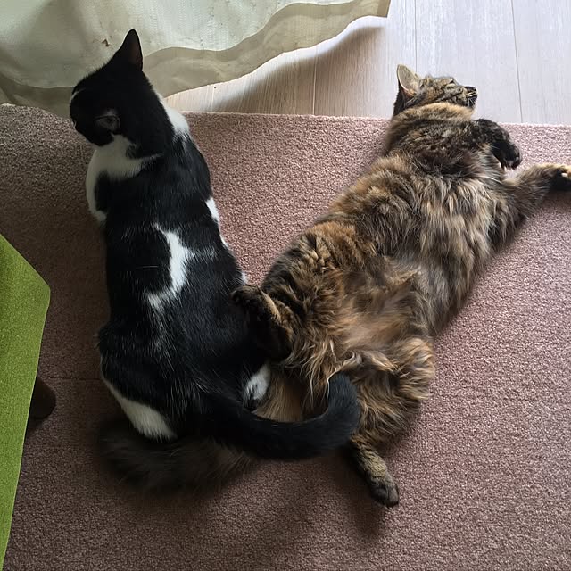 mikomaruさんの実例写真