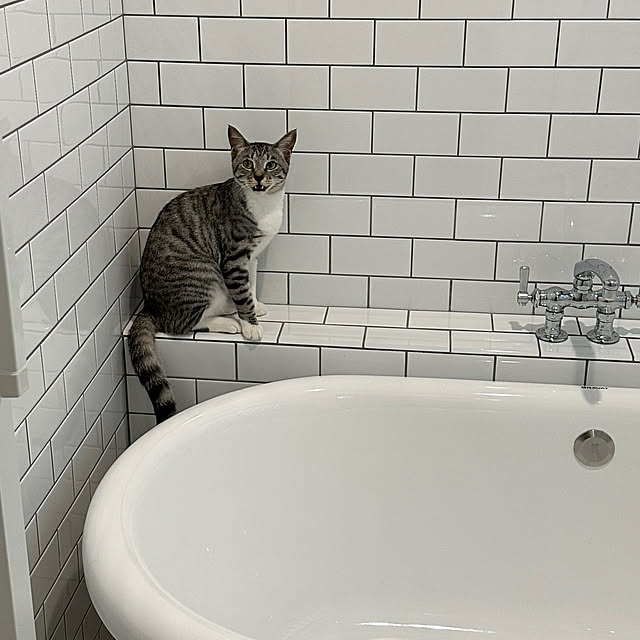 Nekogaoka_houseさんの部屋