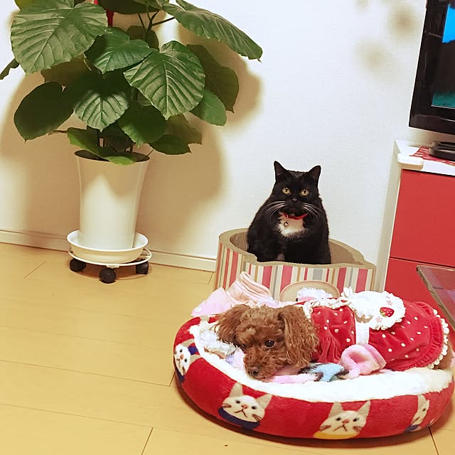 Hecacoさんの実例写真