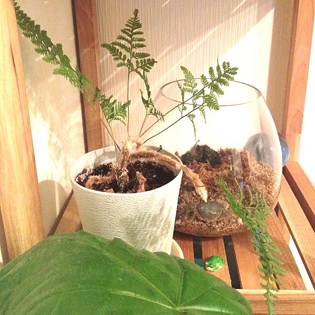 棚/シダ/観葉植物のインテリア実例 - 2013-01-24 19:32:56