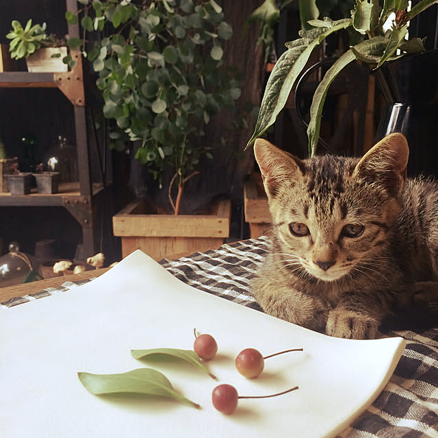 猫のいる日常/植物のある暮らし/緑のある暮らし/きじとら猫/きじとら...などのインテリア実例 - 2021-11-10 08:56:02