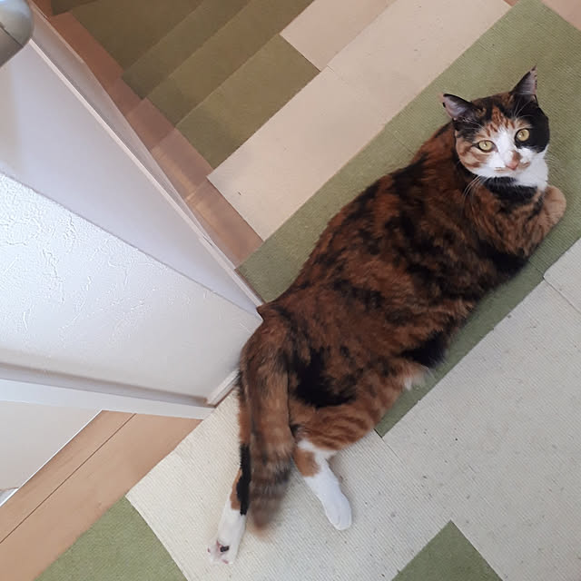 aiさんの実例写真
