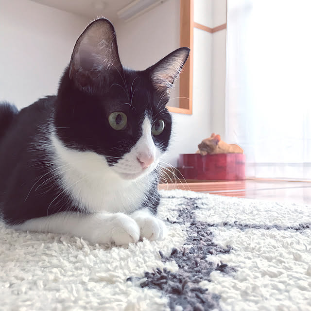 CHACHAさんの実例写真