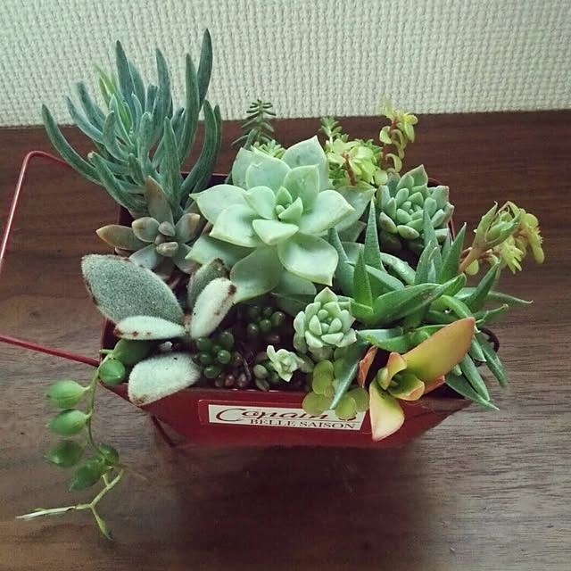 RAINBOWさんの実例写真