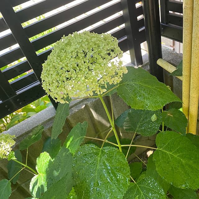 kuikoさんの部屋