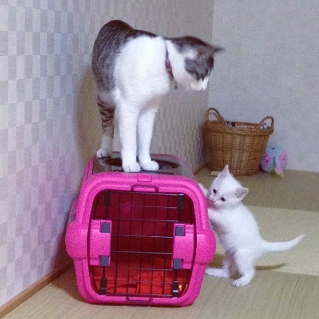 asahixxさんの実例写真