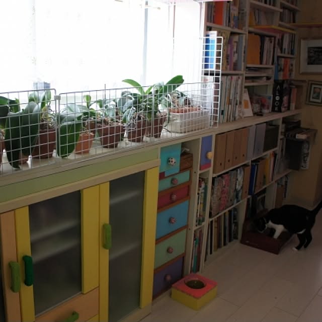 kimishigureさんの実例写真