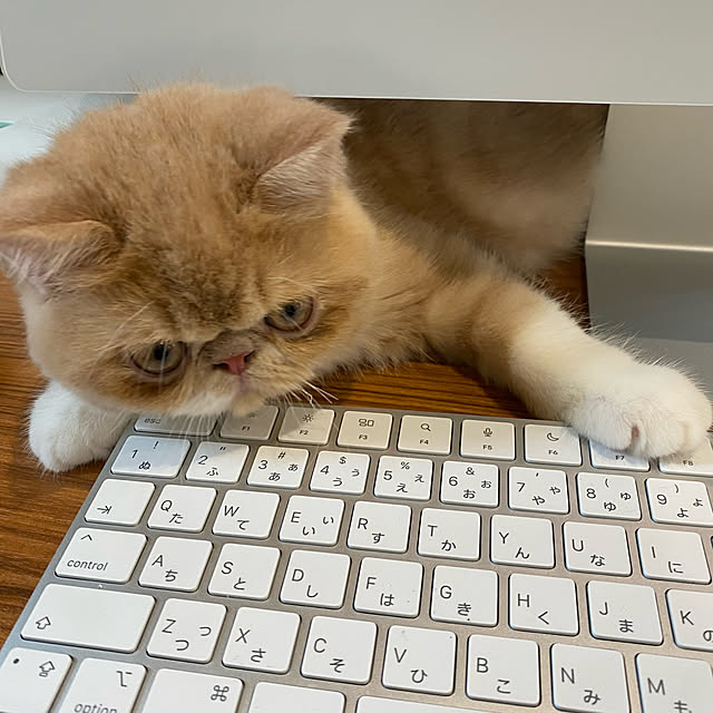 hhhh_ieさんの実例写真