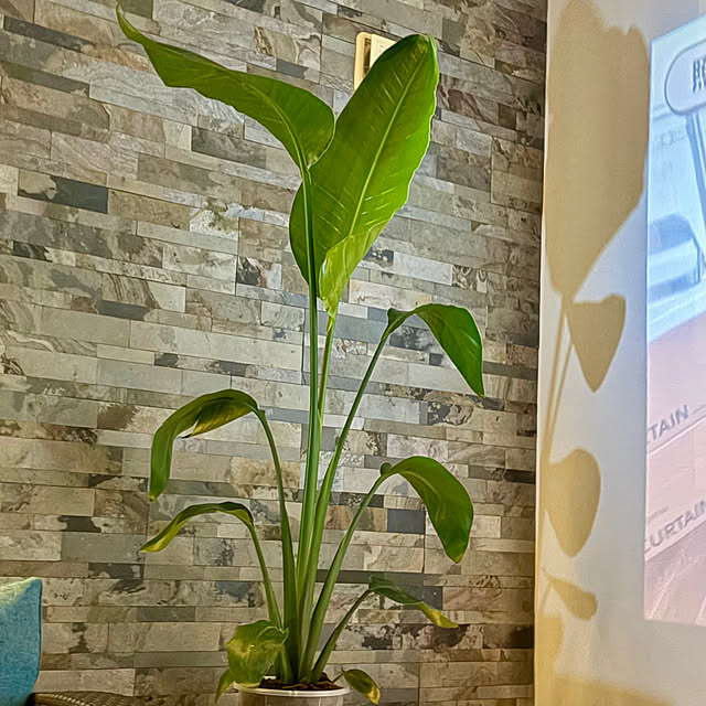 MOMOMAMAさんの実例写真