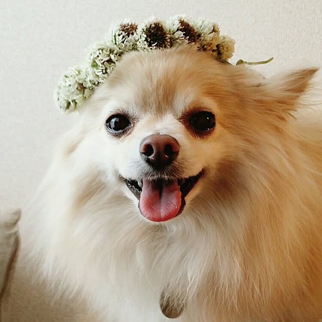 mugichokoさんの実例写真