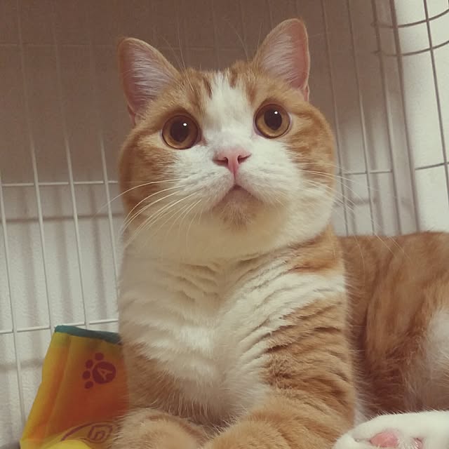 mi123さんの実例写真