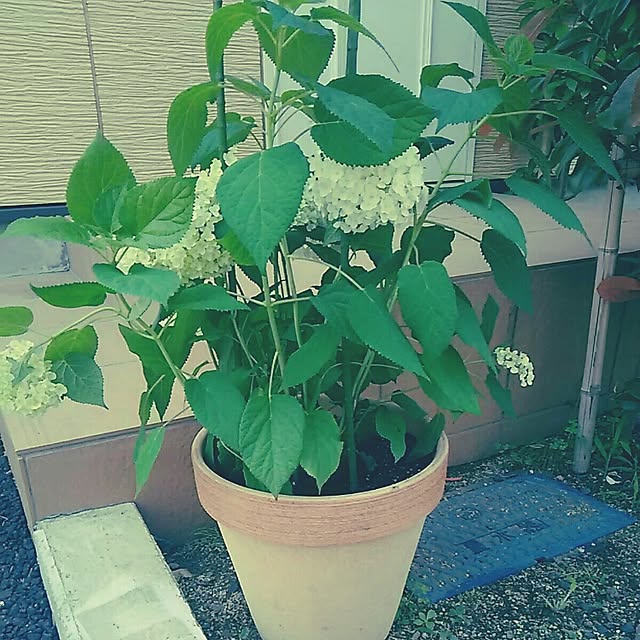 Masamiさんの実例写真