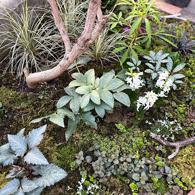 kyoko1124koさんの実例写真