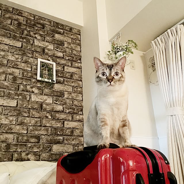 noelさんの実例写真