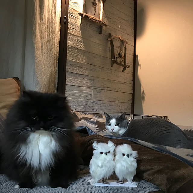 mucc08さんの実例写真