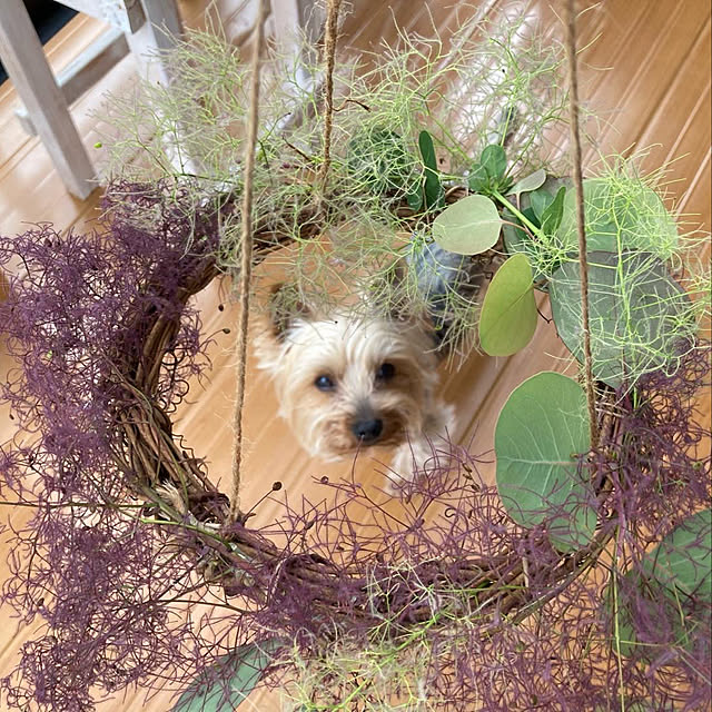 mayuoさんの実例写真