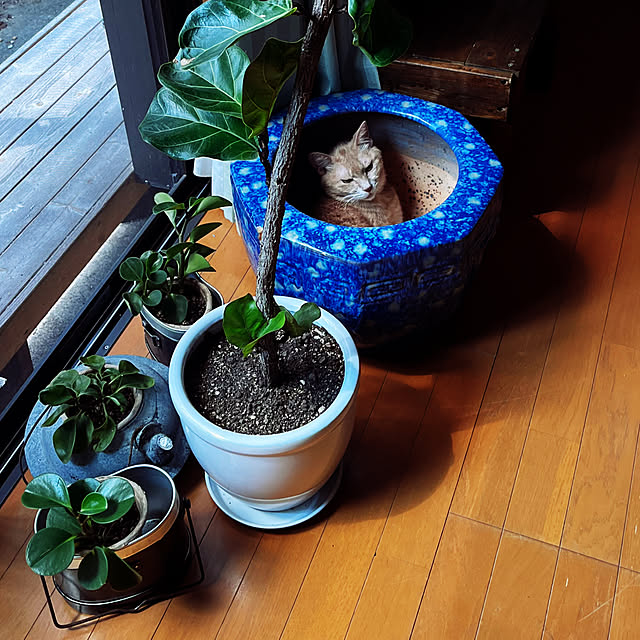 mikan161さんの実例写真