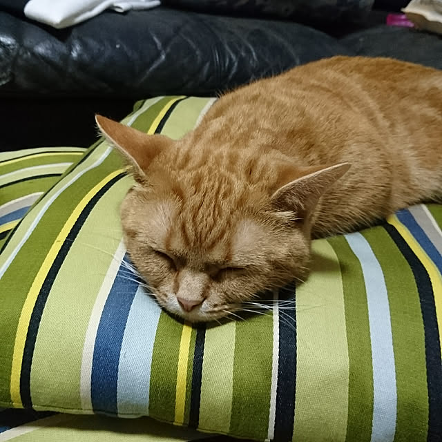 shinobuさんの実例写真