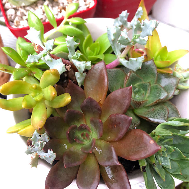 **yuu**さんの実例写真