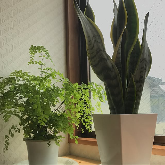 机/観葉植物のインテリア実例 - 2017-05-01 14:28:37