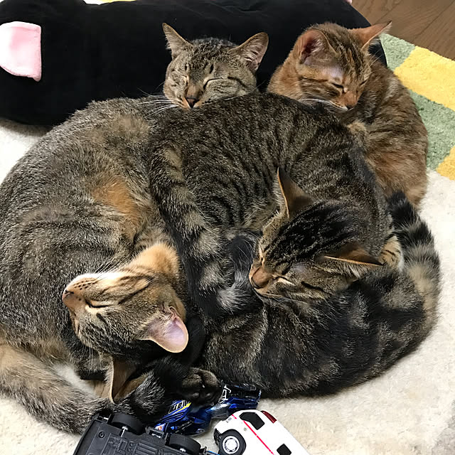 pepeさんの実例写真