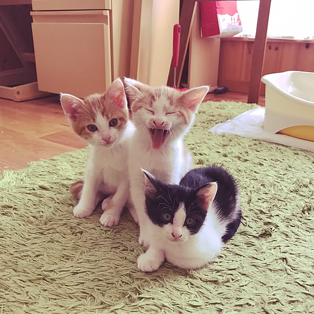 noraさんの実例写真