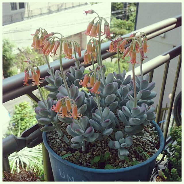 akkoさんの実例写真