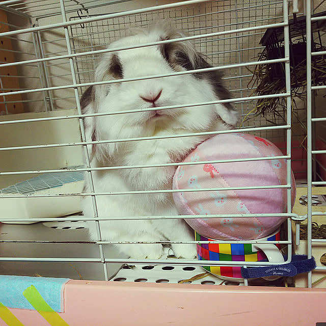 WASABIさんの実例写真