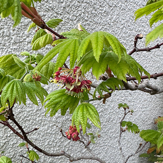 mamizaさんの部屋