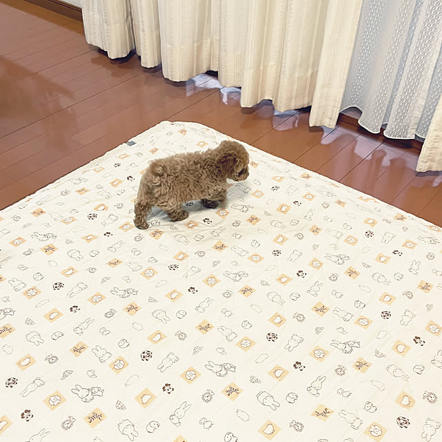 kawauso15さんの部屋