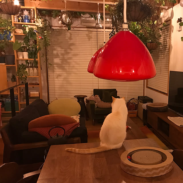 sakurasakuさんの実例写真