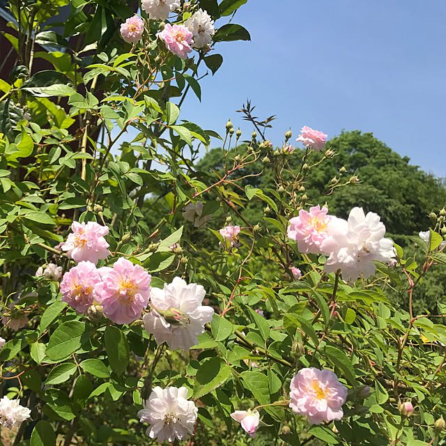 sakurasakuさんの実例写真