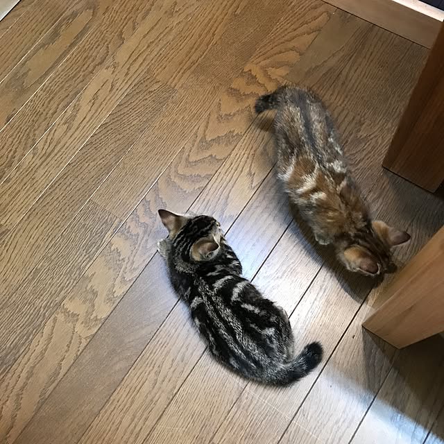 pepeさんの実例写真