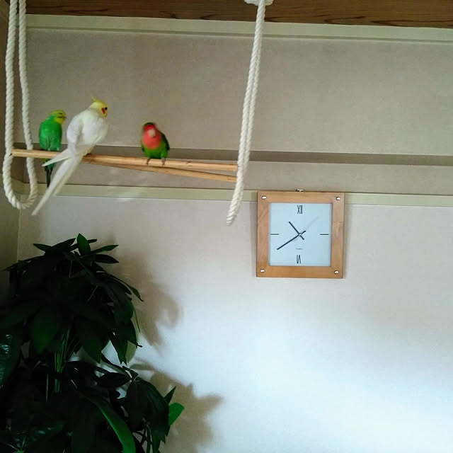 toratanさんの実例写真