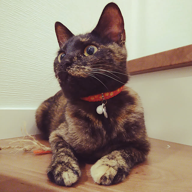 壁/天井/ねこのいる日常/ねこ/猫初心者/おうち...などのインテリア実例 - 2021-06-07 12:53:07