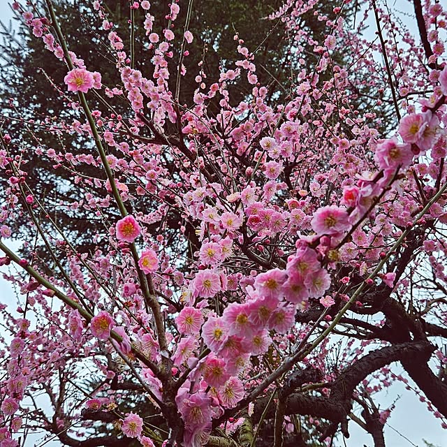 mocomocoさんの実例写真