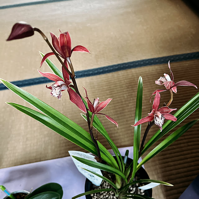 eshinobumさんの部屋