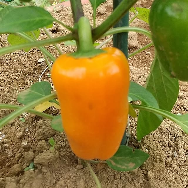 hakutomoroさんの実例写真