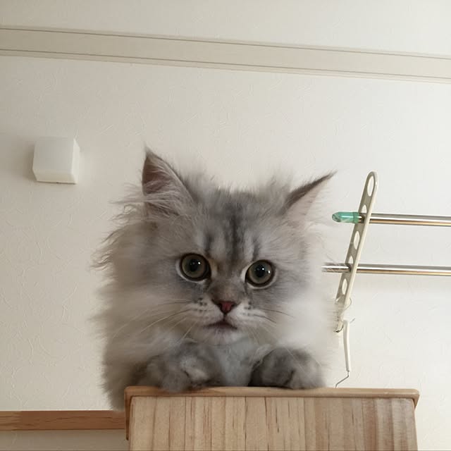 keeiikooさんの実例写真