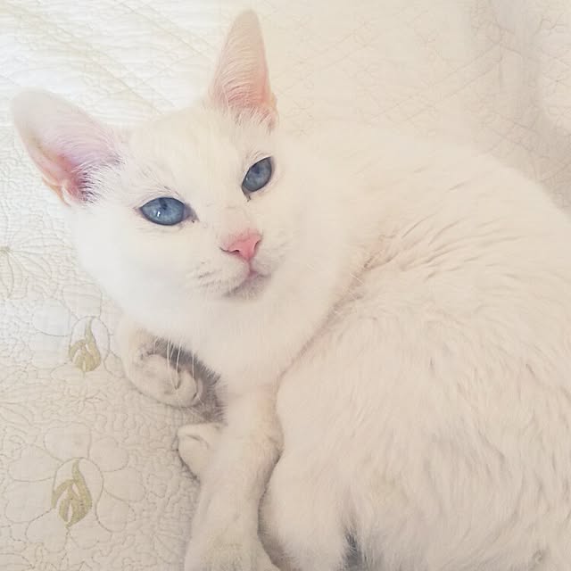 sakuraさんの実例写真