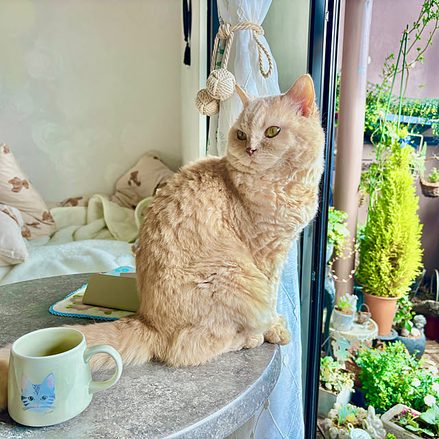 naokoさんの部屋